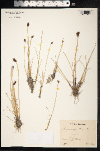 Blysmopsis rufa image