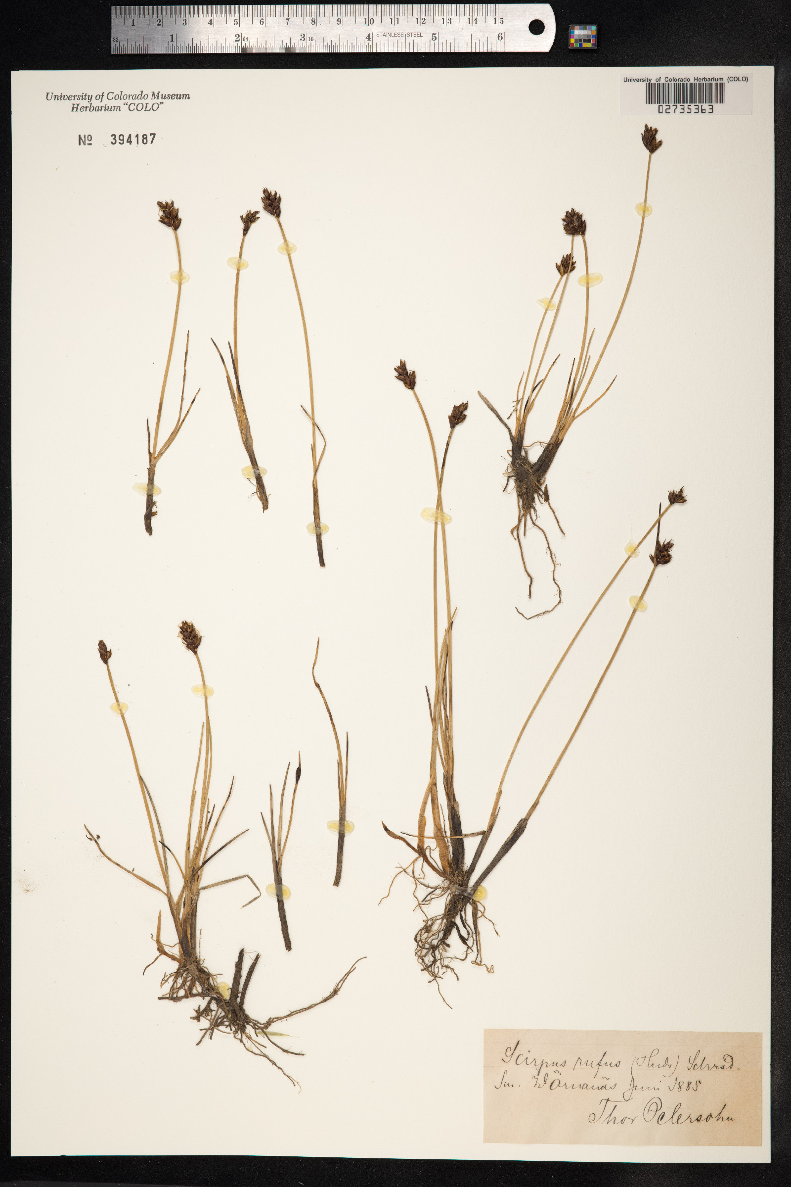 Blysmopsis rufa image