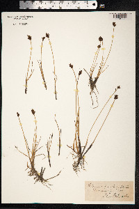 Blysmopsis rufa image