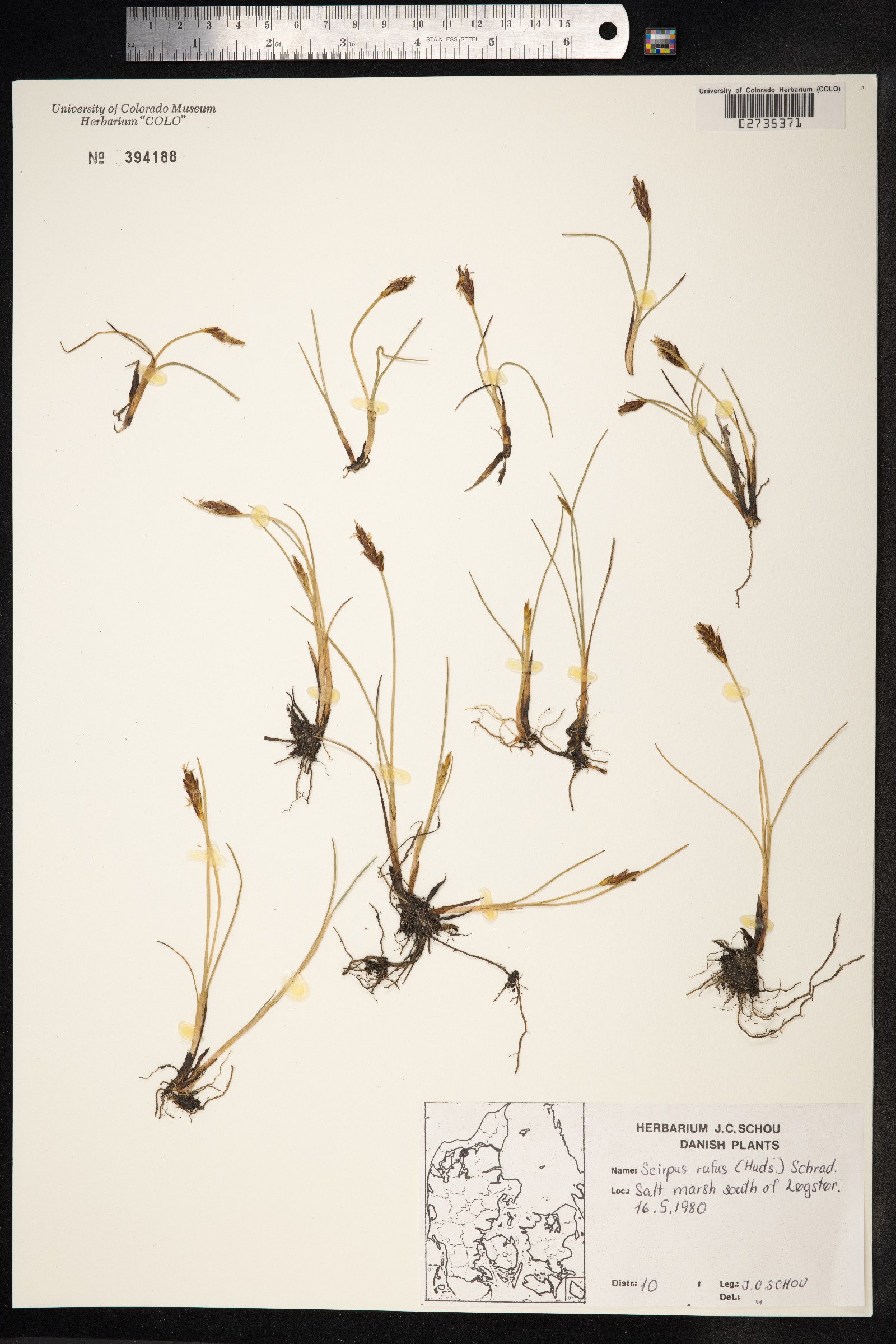 Blysmopsis rufa image