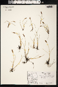 Blysmopsis rufa image