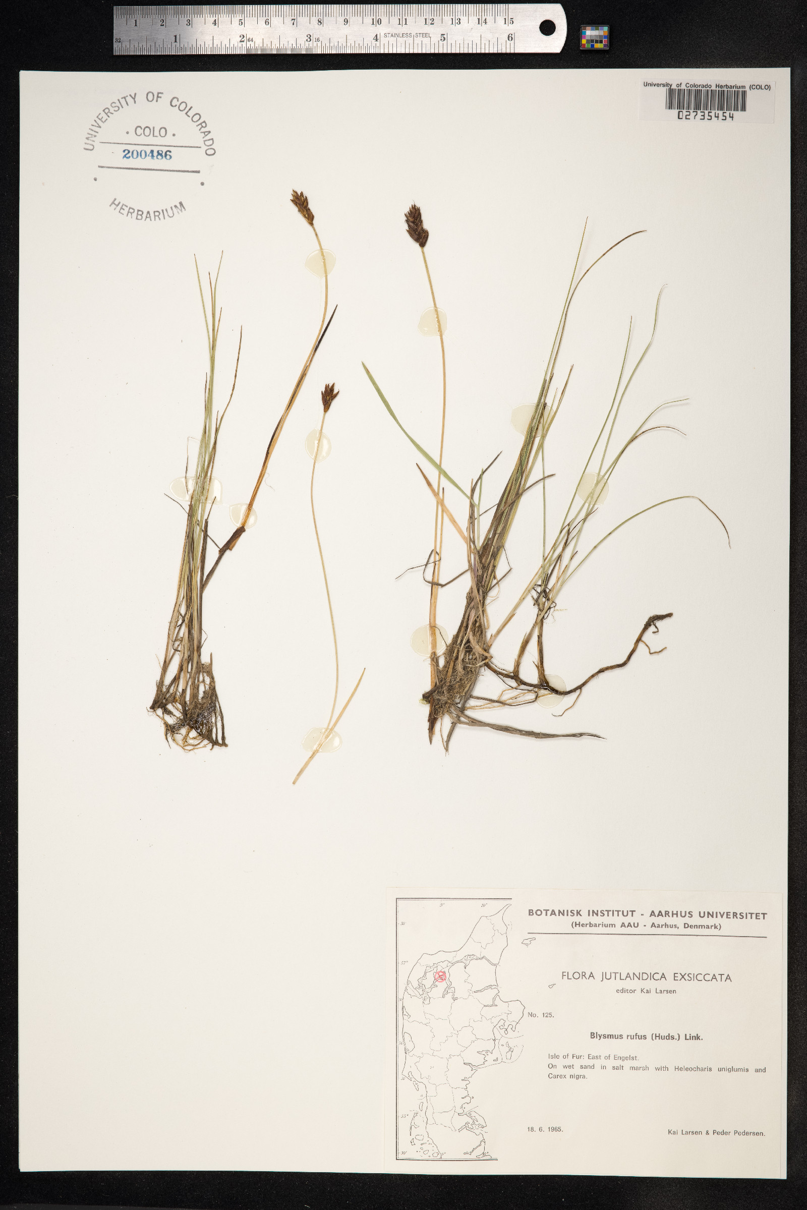 Blysmopsis rufa image