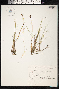 Blysmopsis rufa image