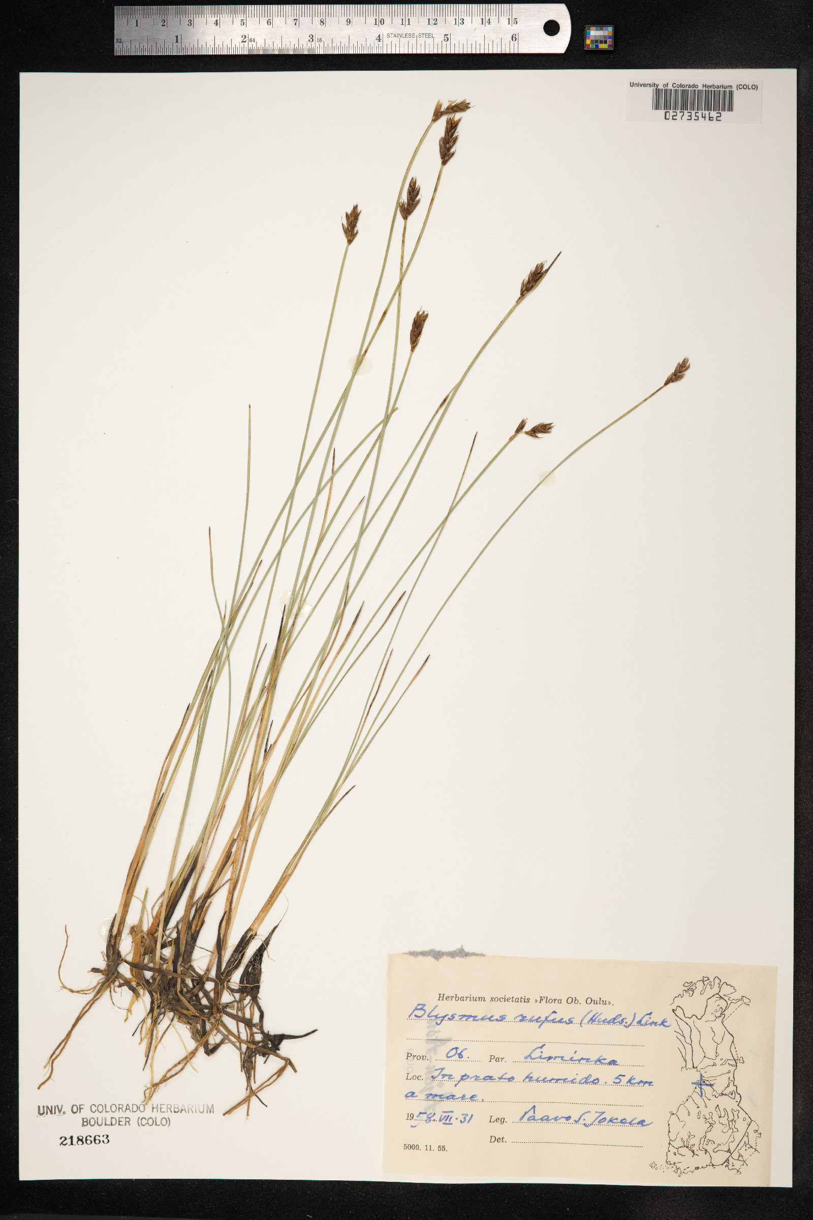 Blysmopsis rufa image