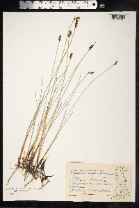 Blysmopsis rufa image