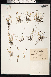 Blysmopsis rufa image