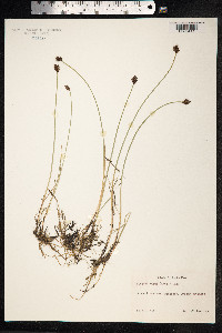 Blysmopsis rufa image