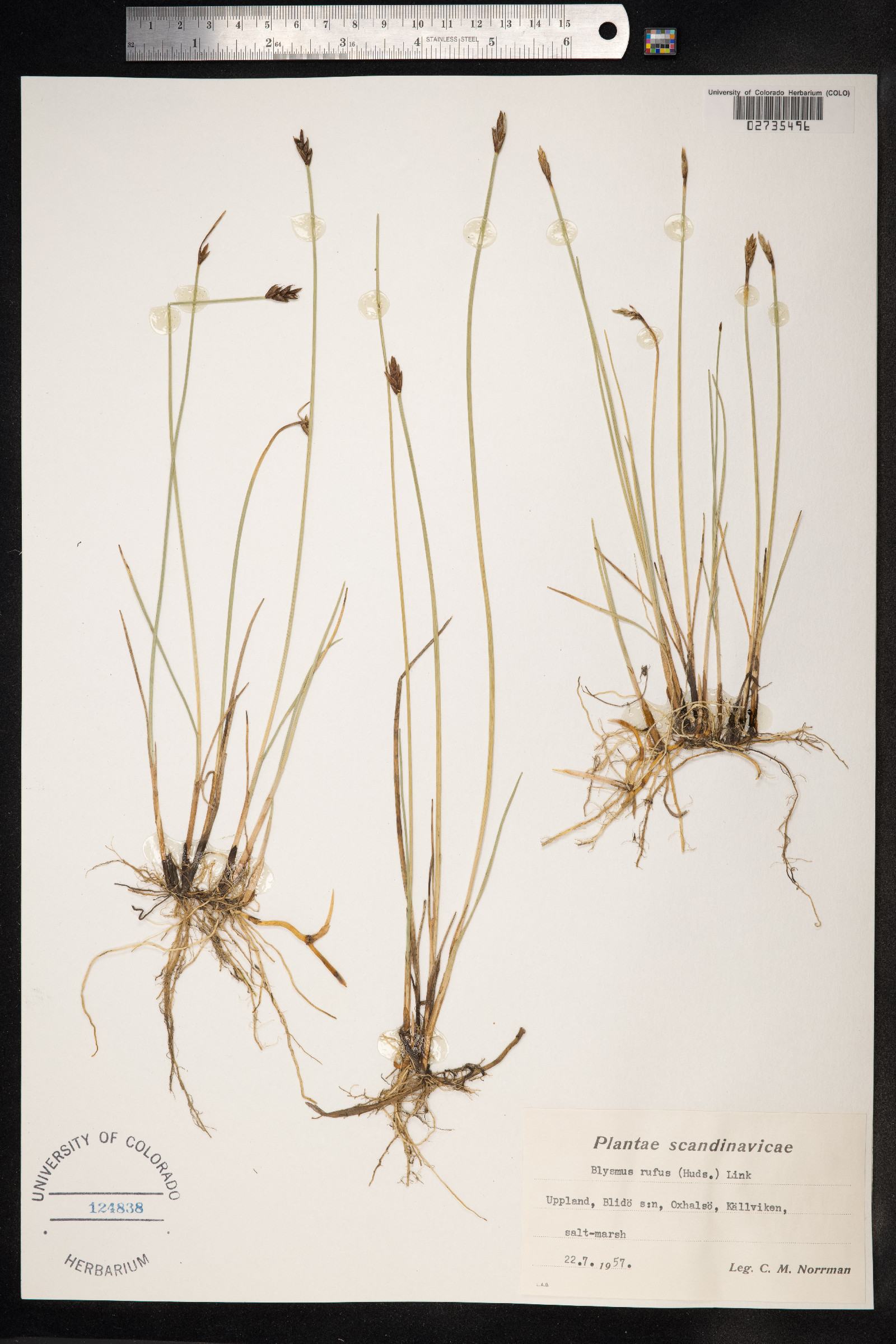 Blysmopsis rufa image