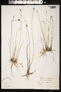Blysmopsis rufa image