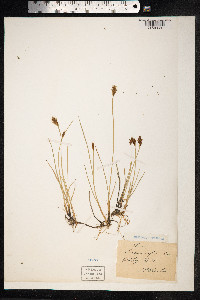 Blysmopsis rufa image