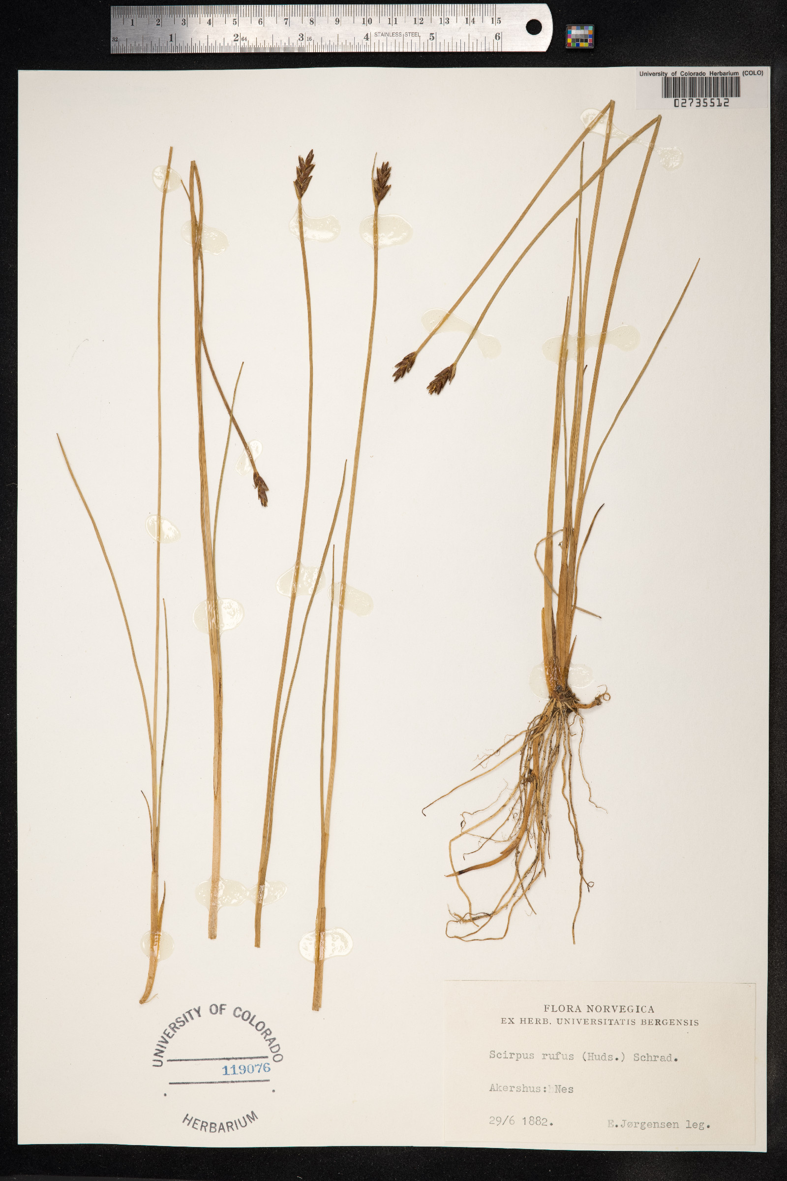 Blysmopsis rufa image