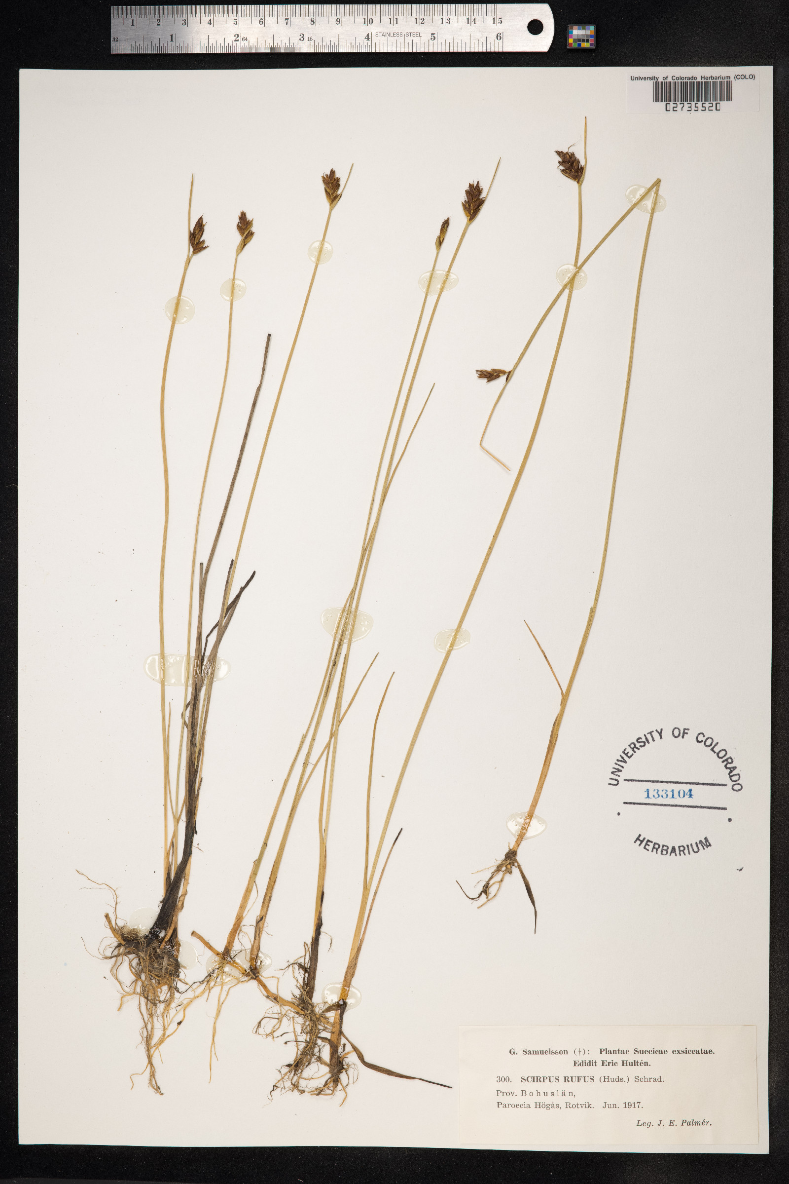 Blysmopsis rufa image