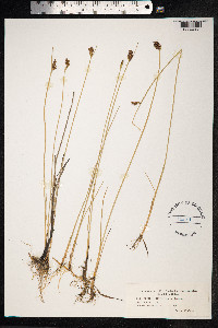 Blysmopsis rufa image