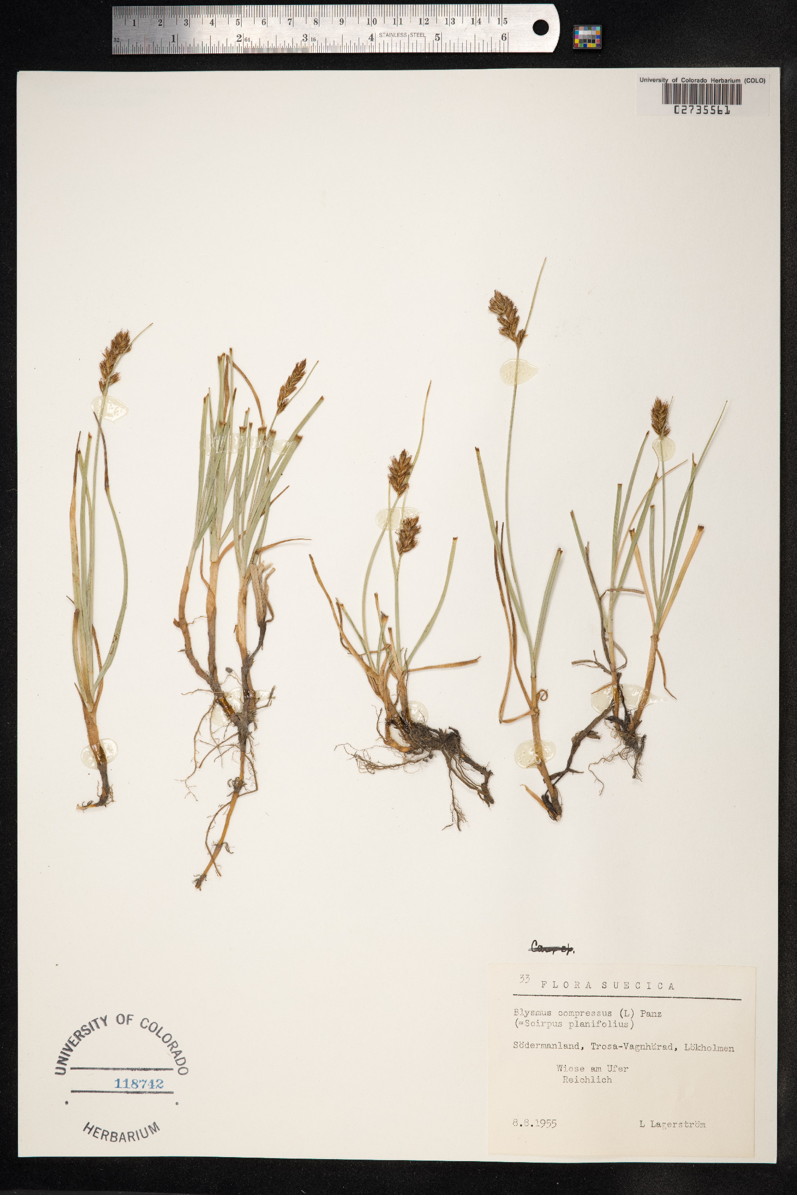 Blysmus compressus image