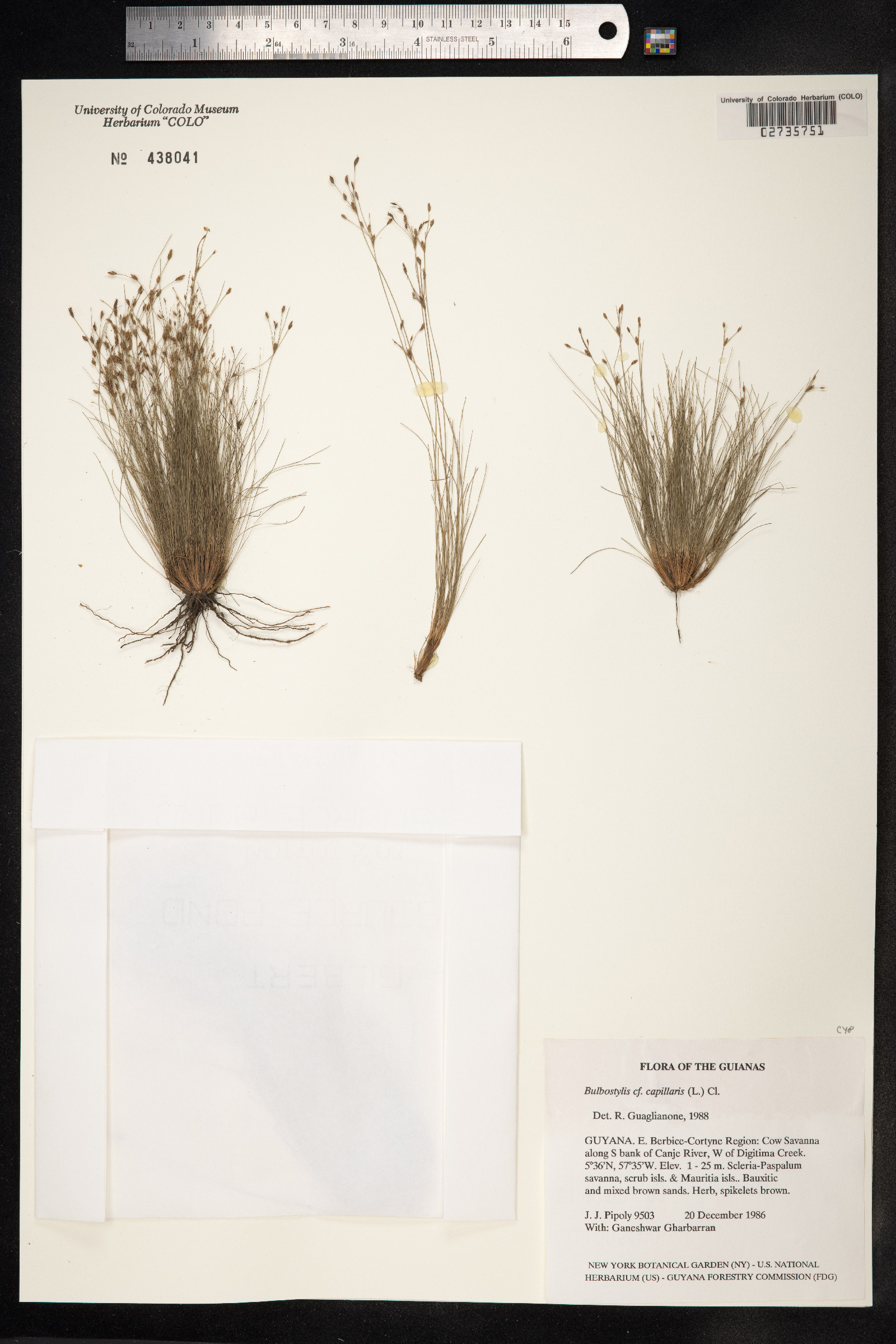 Bulbostylis capillaris image