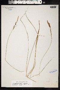 Carex nigra image