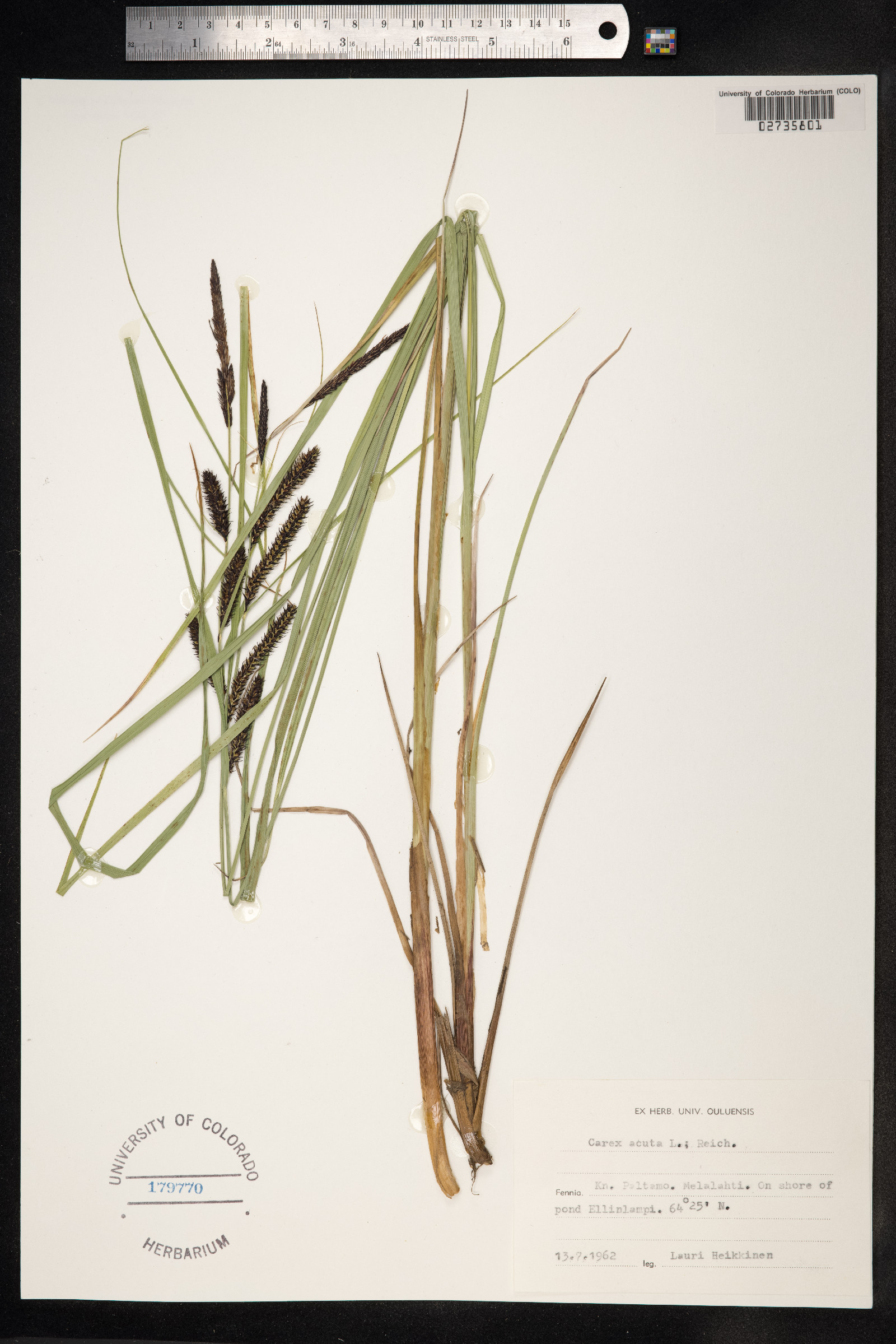 Carex nigra image