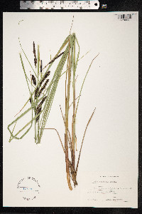 Carex nigra image