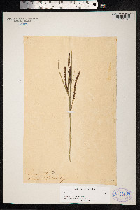 Carex nigra image