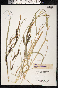 Carex nigra image