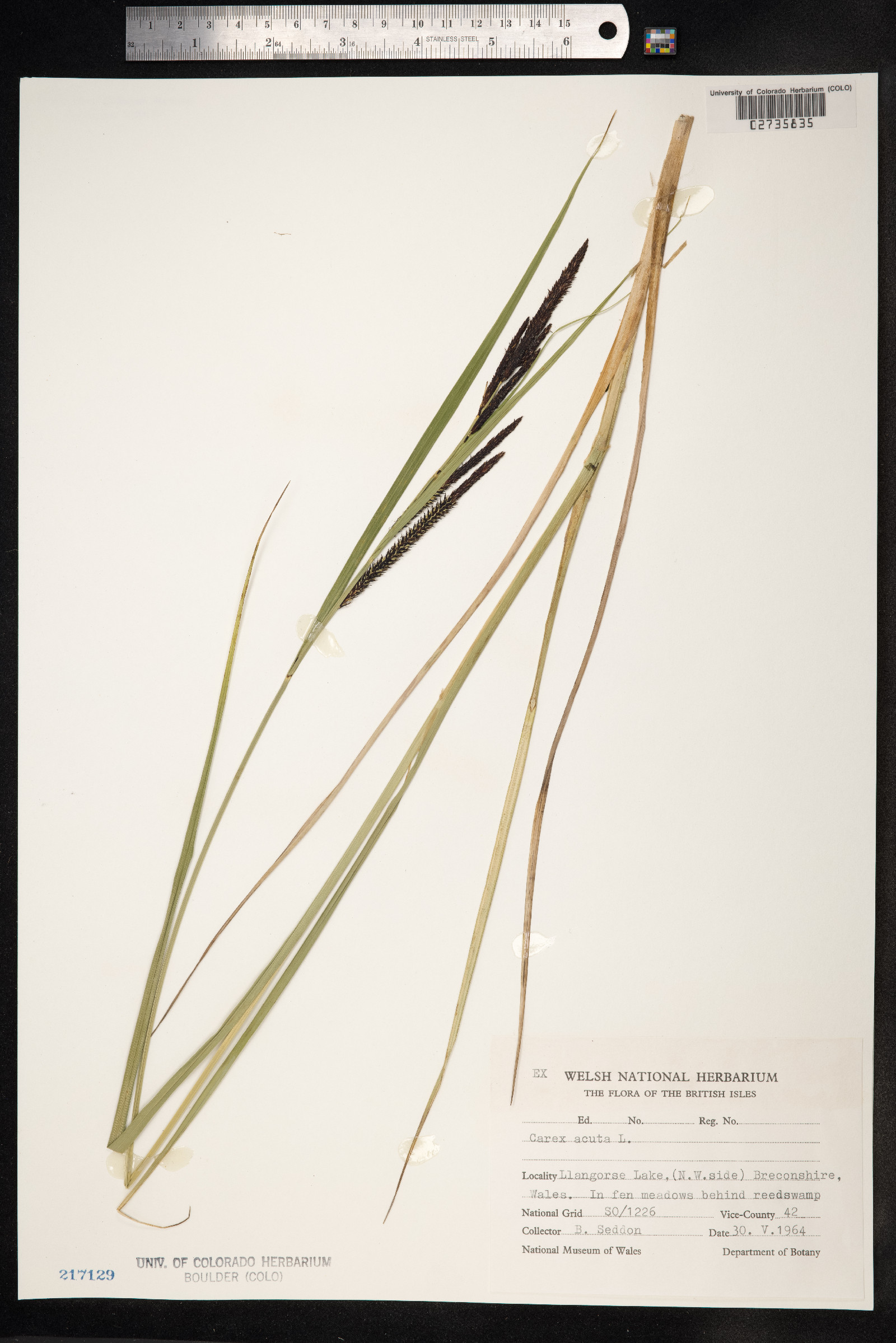 Carex nigra image