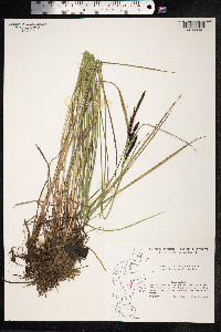 Carex nigra image