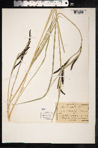 Carex nigra image