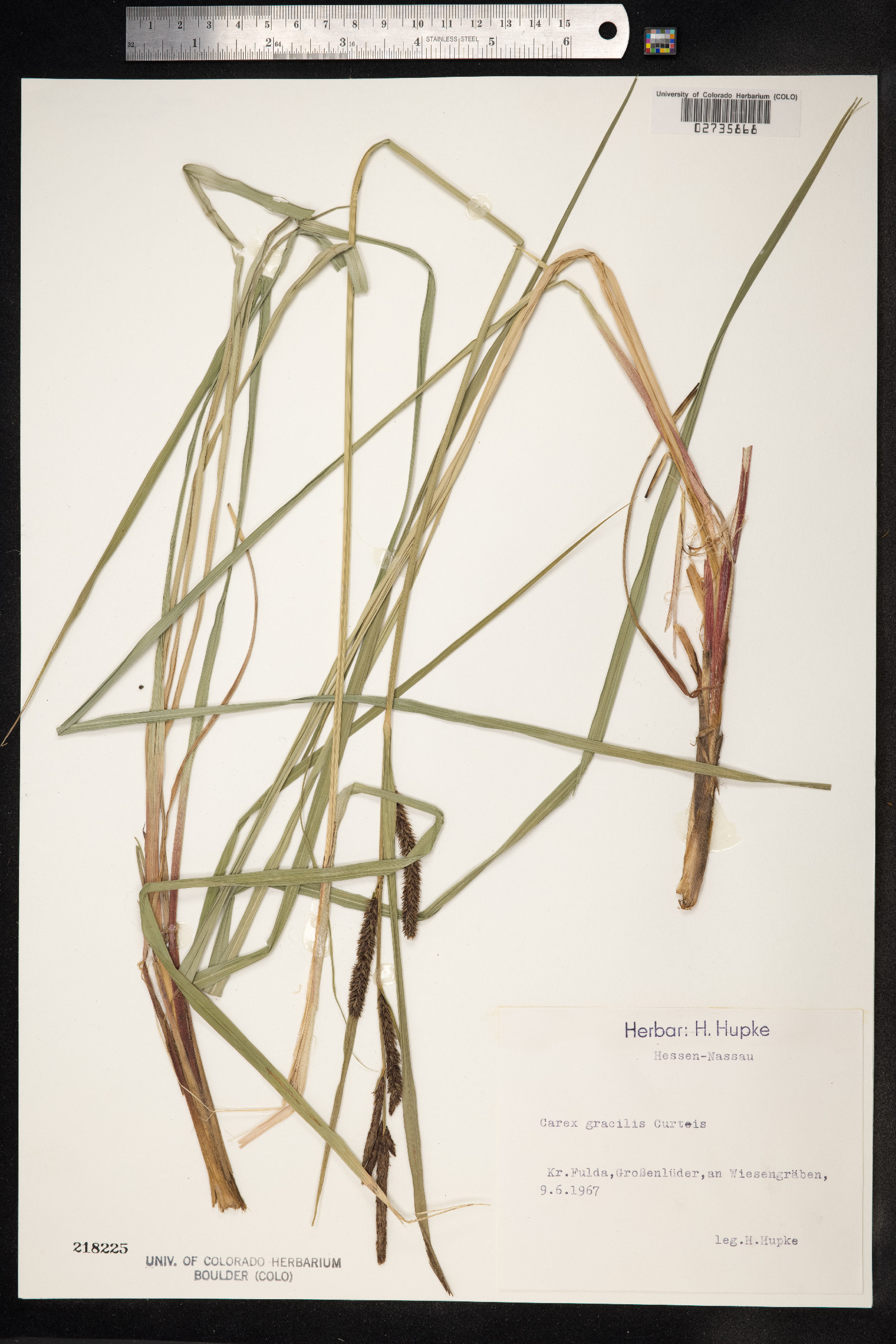 Carex nigra image