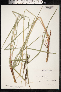 Carex nigra image