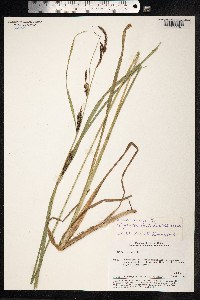 Carex nigra image