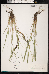 Carex nigra image