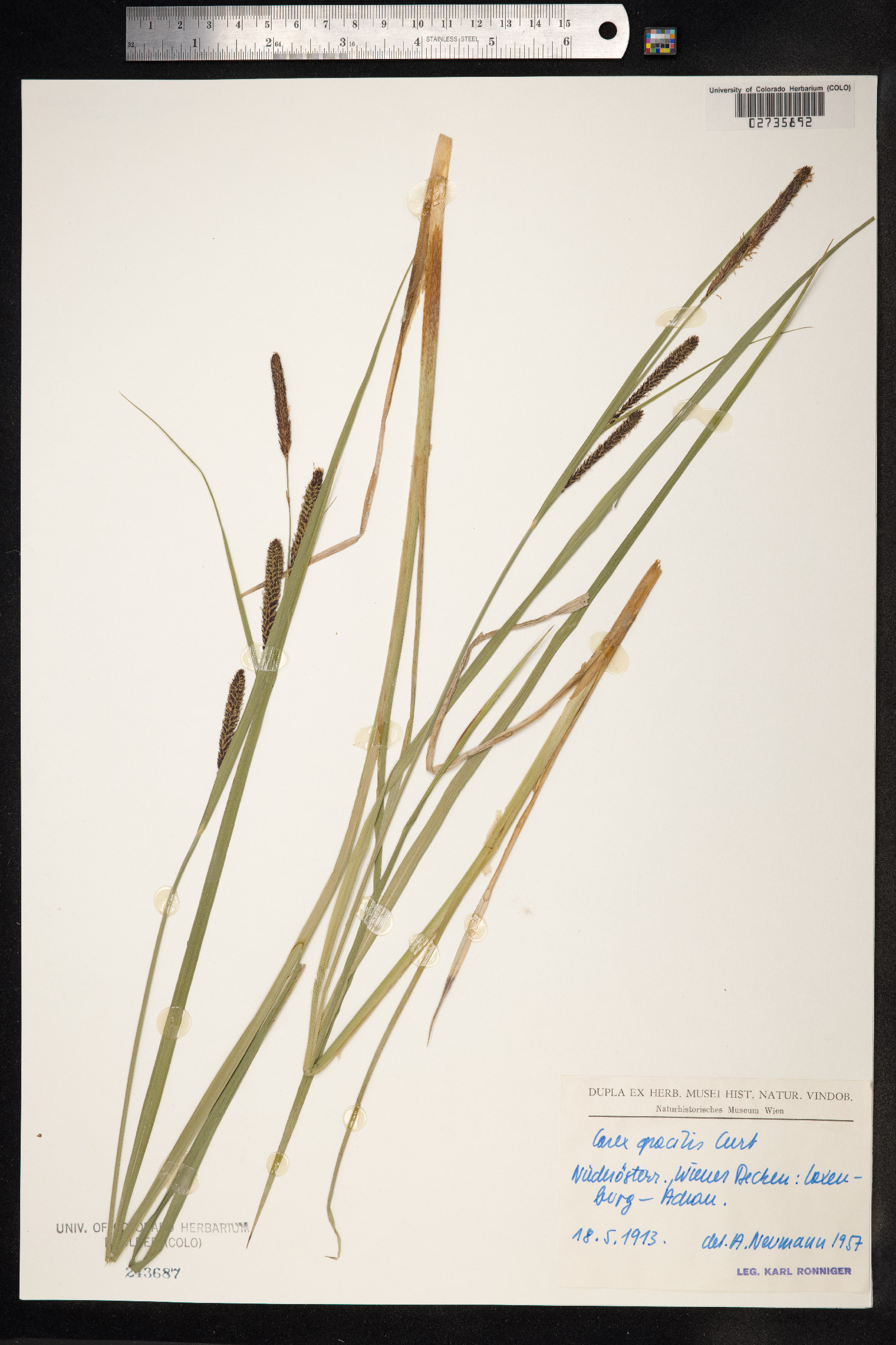 Carex nigra image