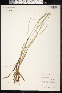 Carex nigra image