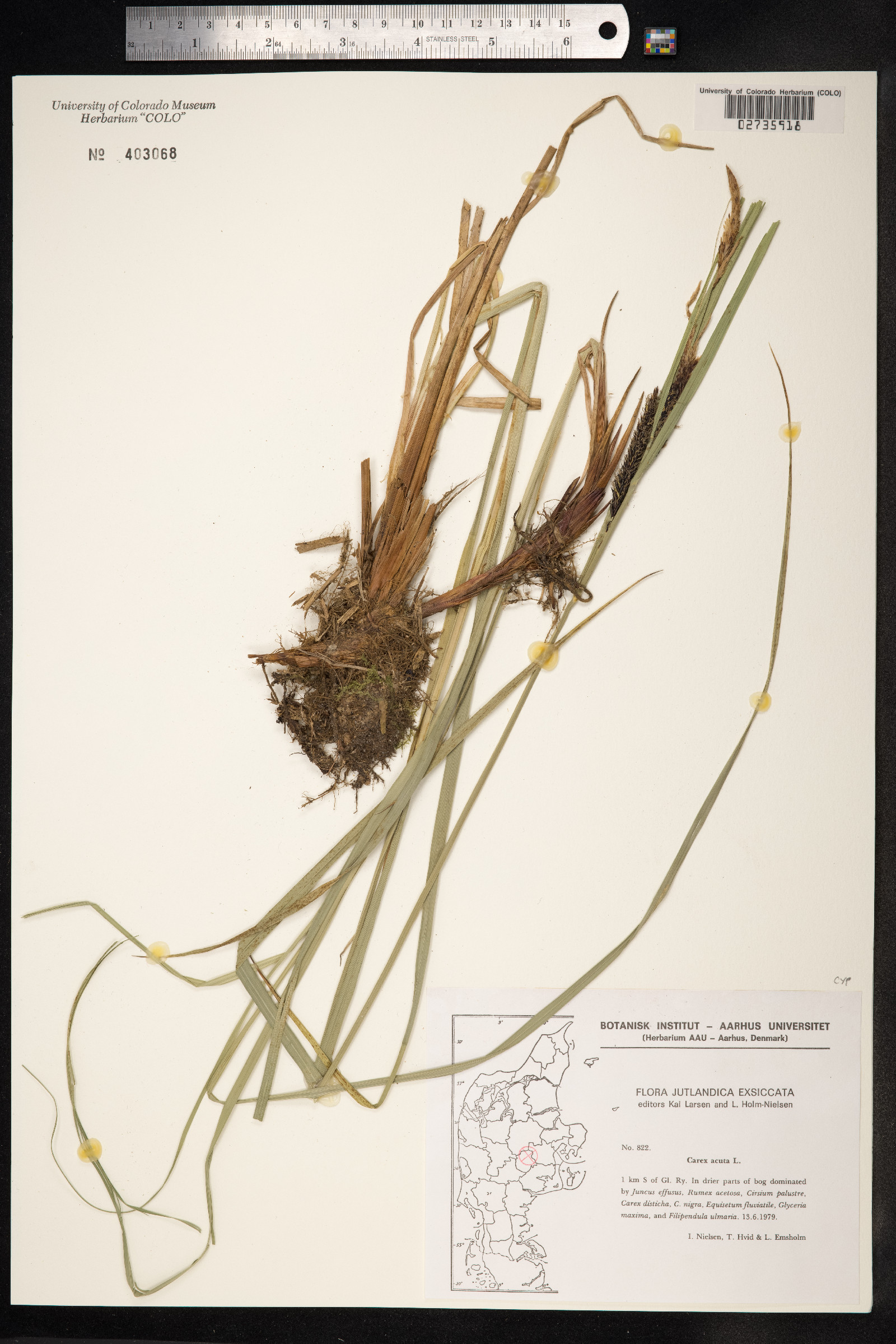Carex nigra image