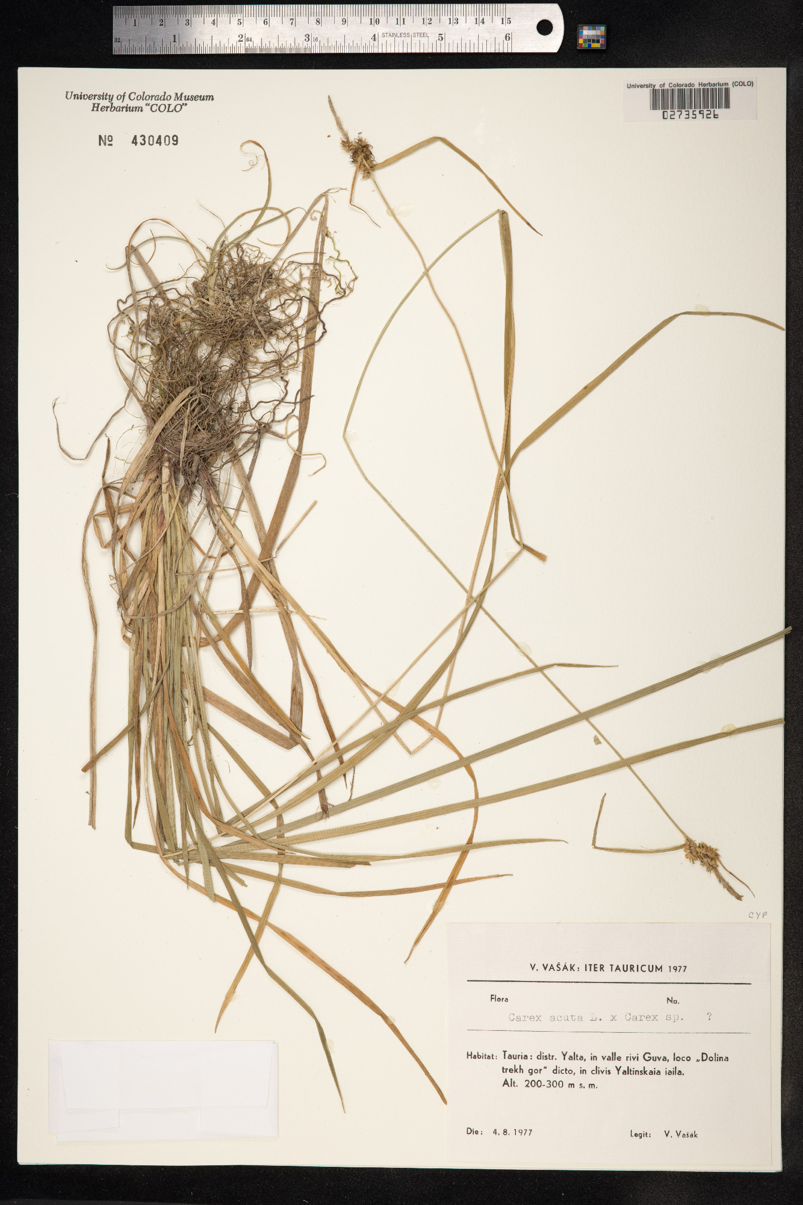 Carex nigra image