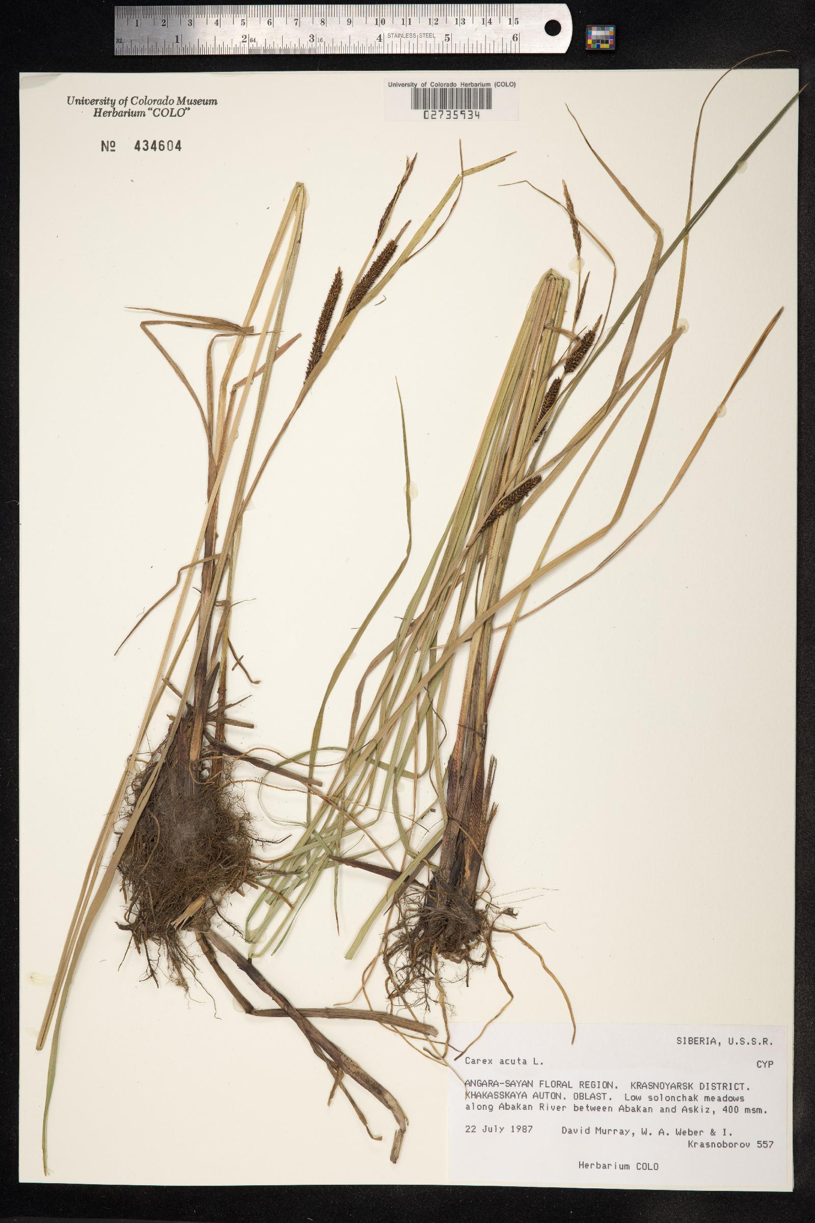 Carex nigra image