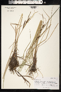 Carex nigra image