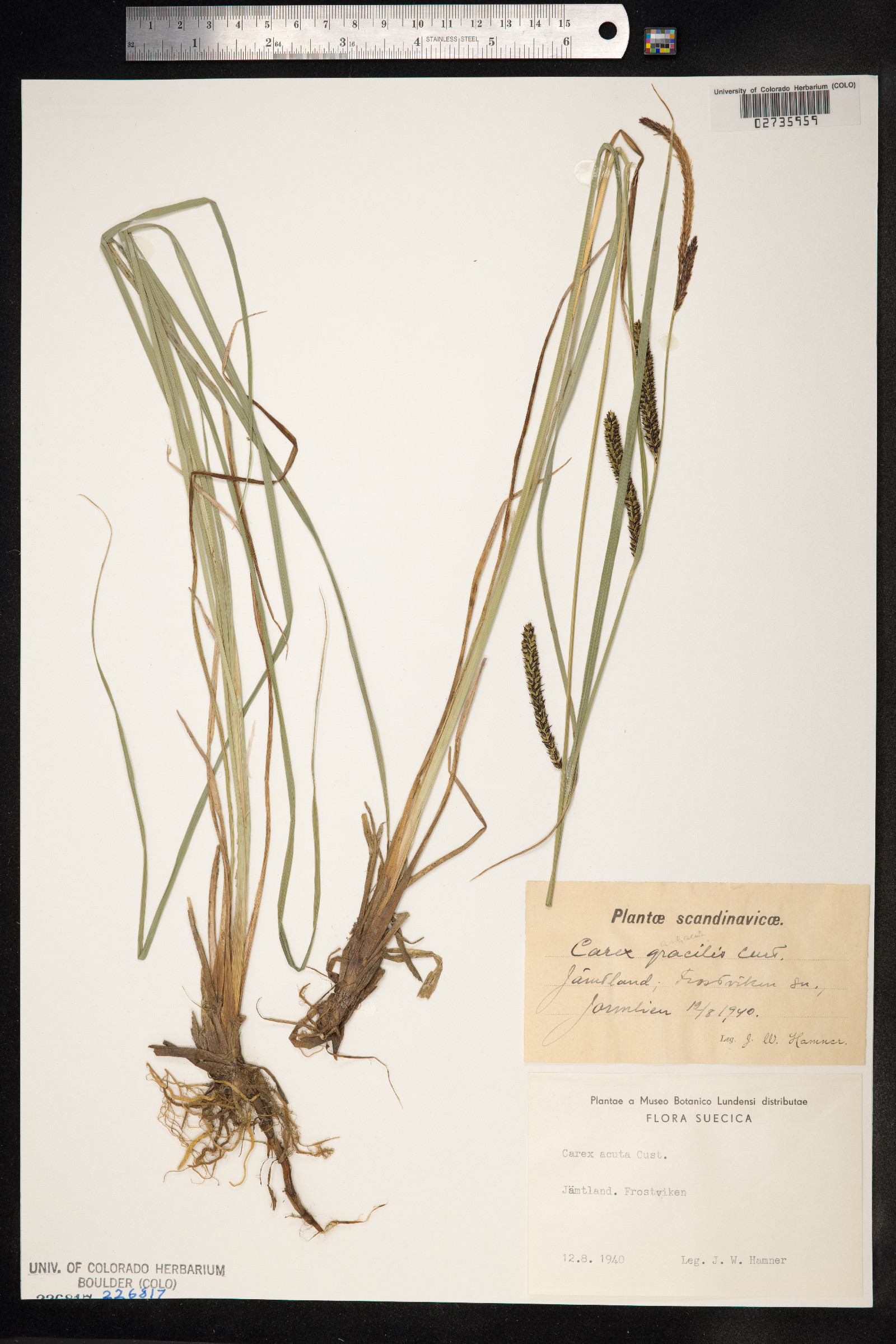 Carex nigra image