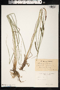 Carex nigra image