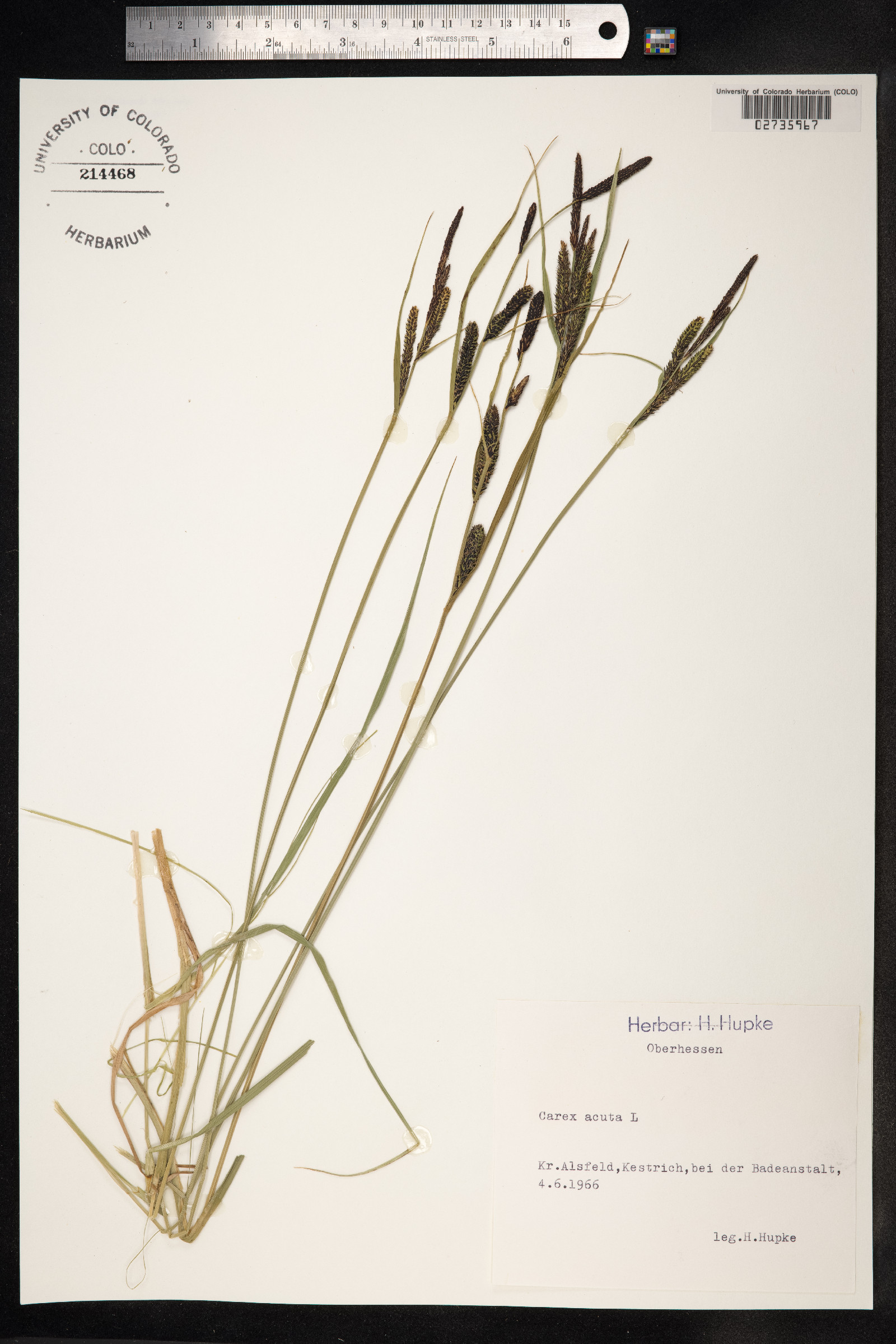 Carex nigra image