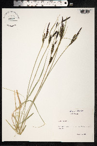 Carex nigra image