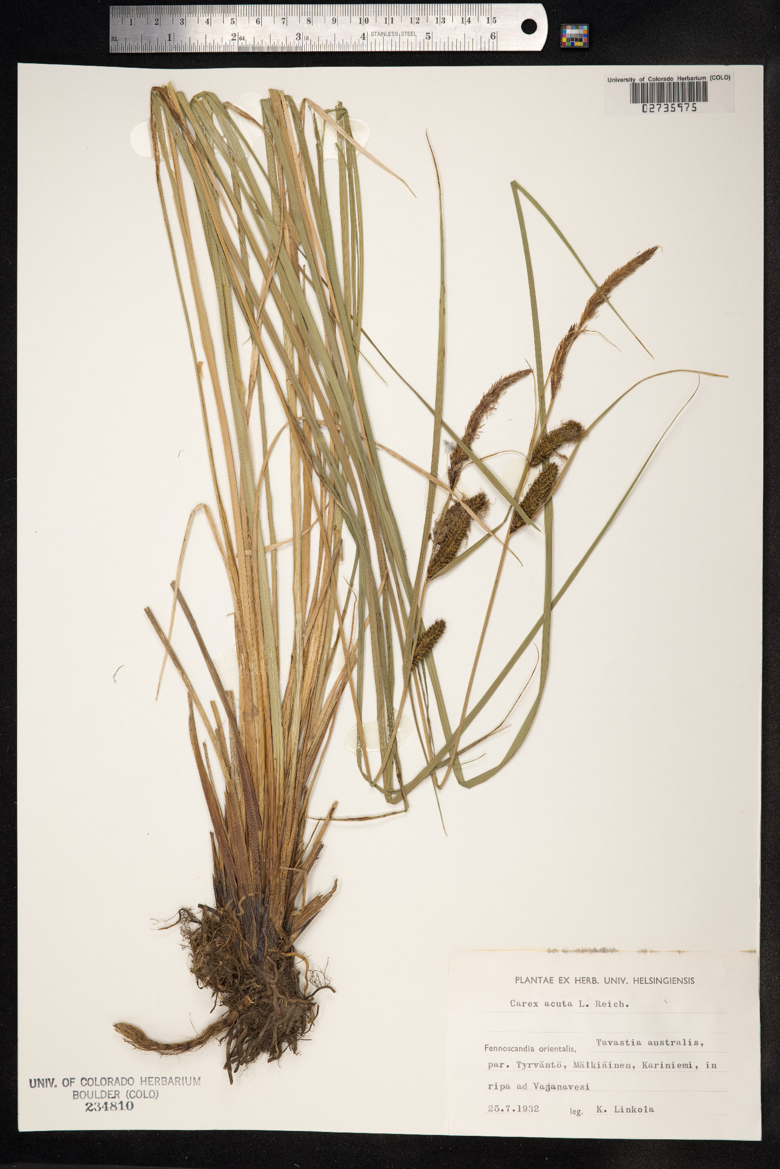 Carex nigra image