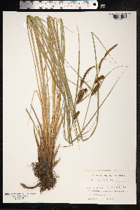 Carex nigra image