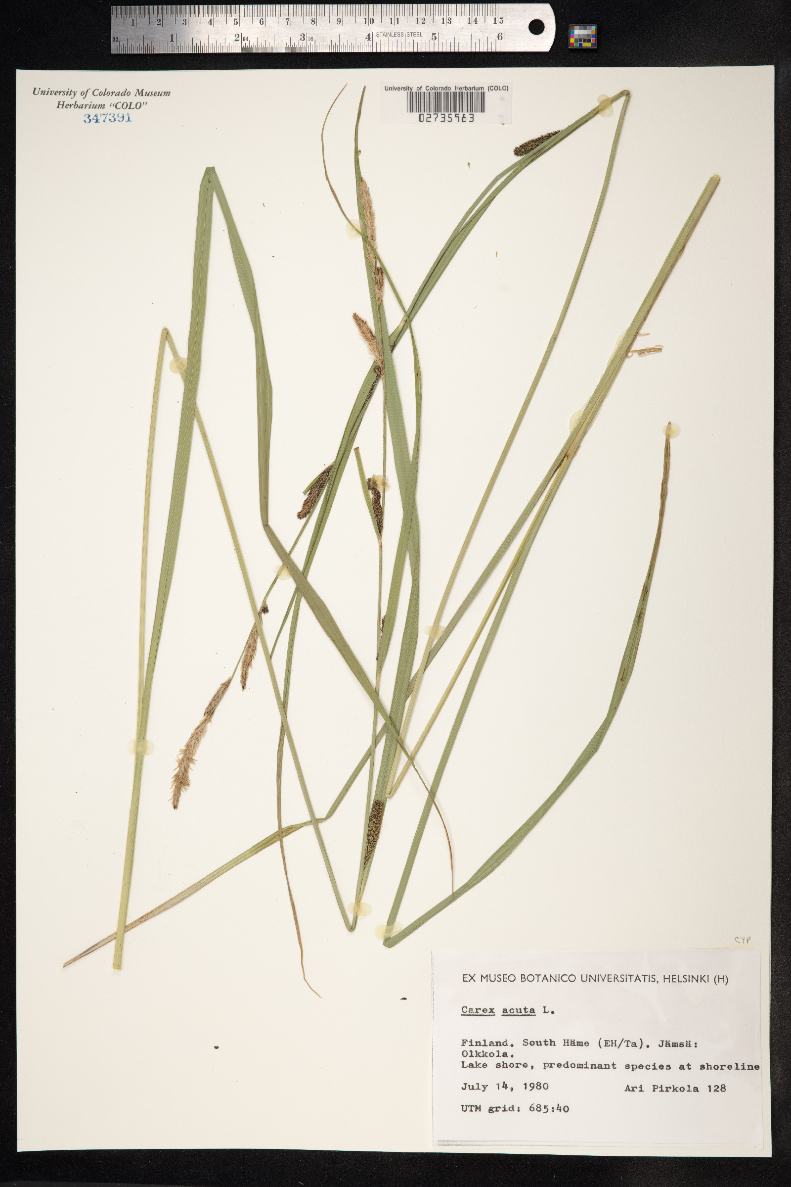 Carex nigra image