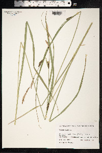Carex nigra image