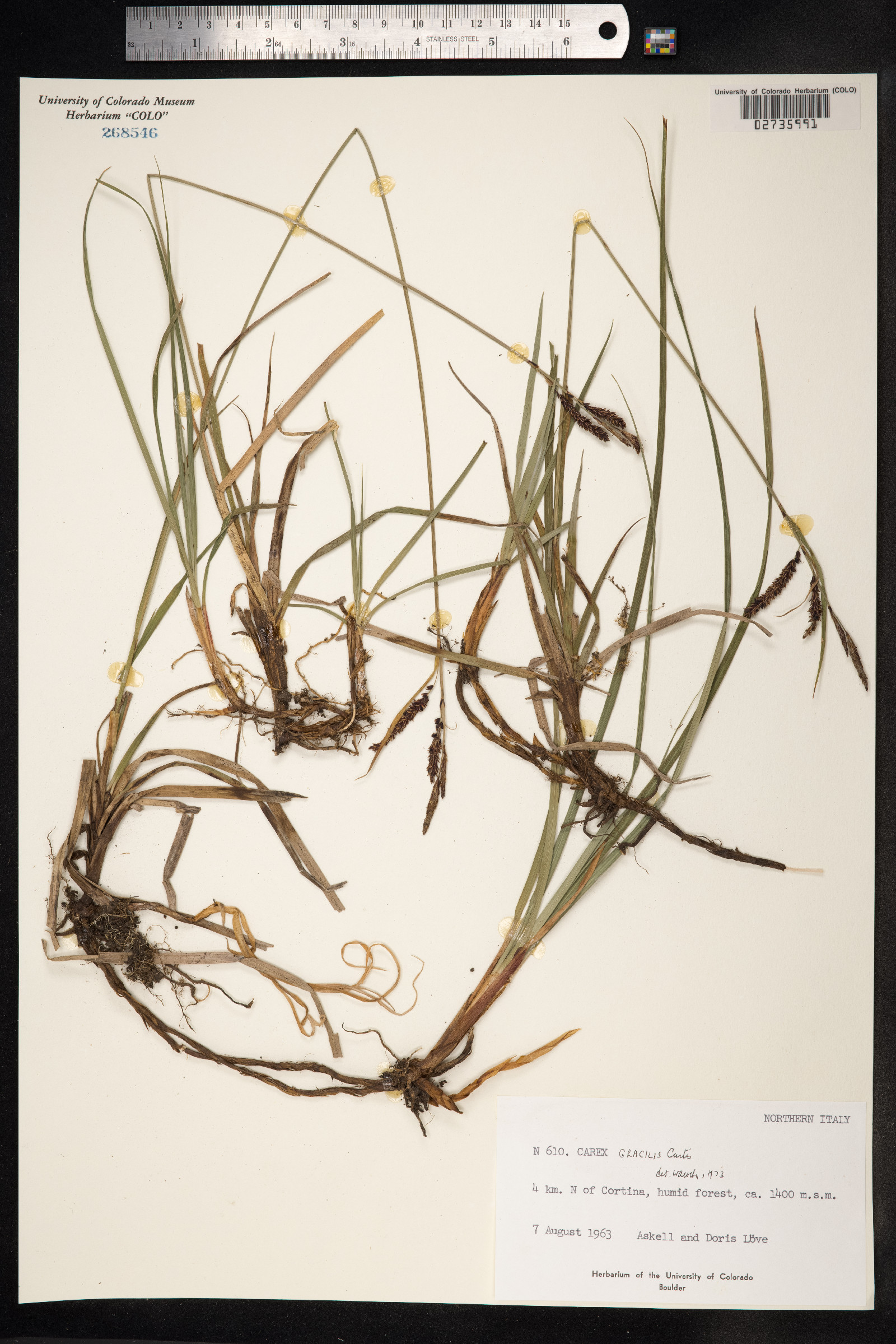 Carex nigra image