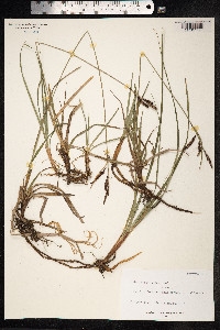 Carex nigra image