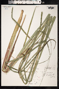 Carex acutiformis image