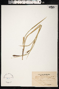 Carex acutiformis image