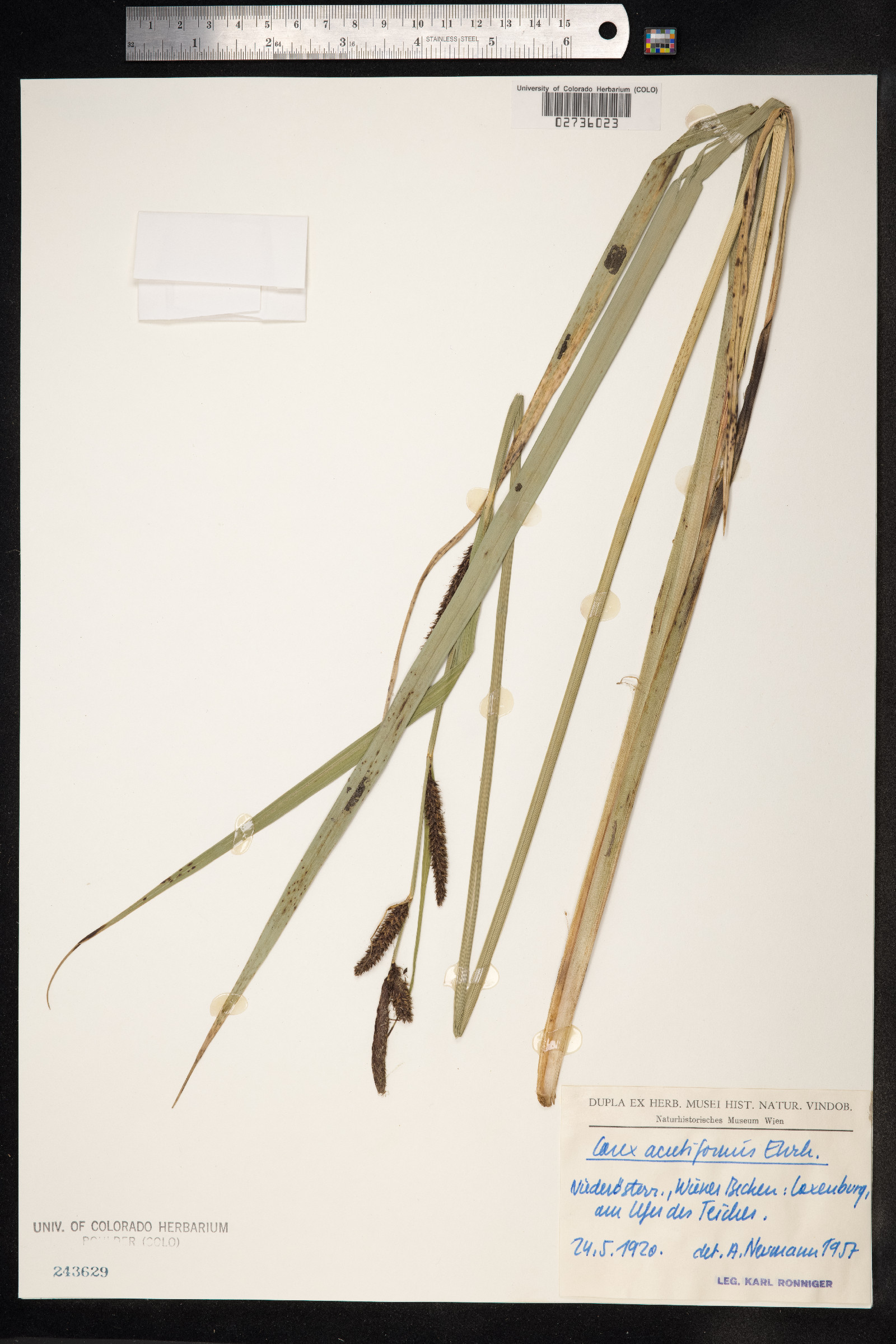 Carex acutiformis image